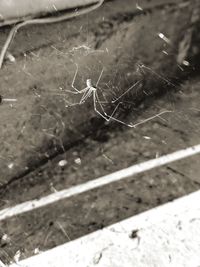 Close-up of spider on web