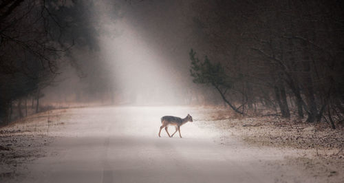 Deer on snow covered landscape