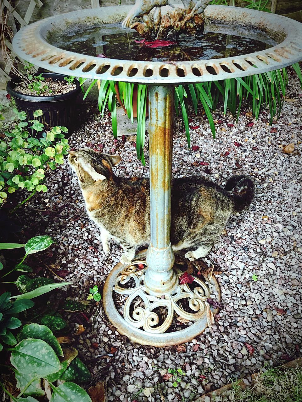 nature, no people, high angle view, day, leaf, plant part, metal, outdoors, land, plant, water, solid, growth, field, close-up, fountain, animal, art and craft, one animal, wheel