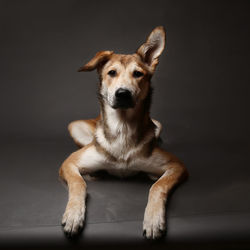 Portrait of dog sitting on floor