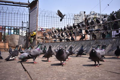 Pigeons perching in a city