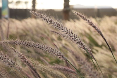 Close-up of crops on field