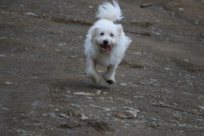 Portrait of white dog running on street