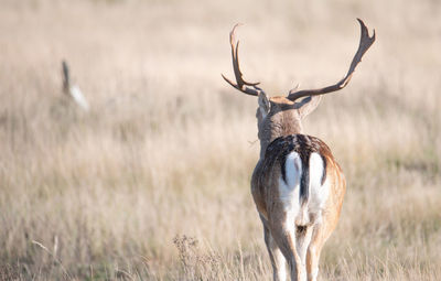 Deer in the field