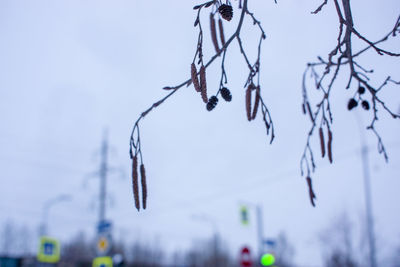 Low angle view of branch hanging against sky