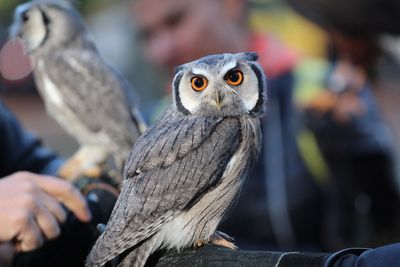 Close-up of owl perching on hand