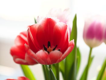 Close-up of red flower against blurred background