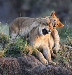 View of two cats on land