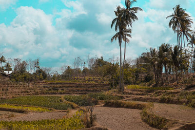 Scenic view of trees on field against sky