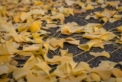 Close-up of yellow maple leaves