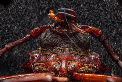 animal