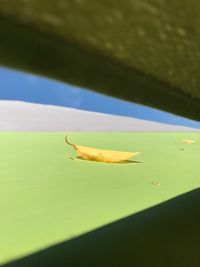 Close-up of insect on leaf