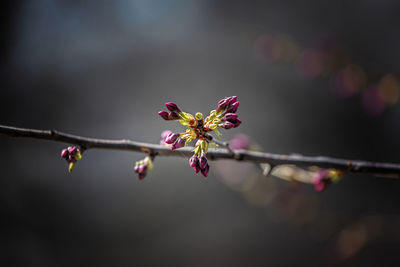 Close-up of buds growing on plants