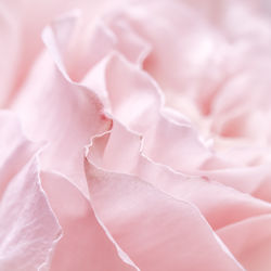 Full frame shot of rose