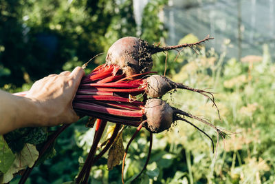 Cropped hand of woman holding plant