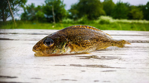 Close-up of dead fish