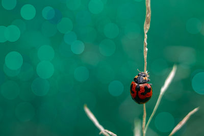 Close-up of ladybug on leaf