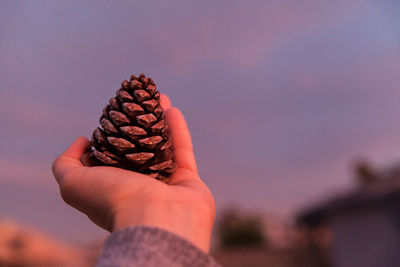 Cropped hand holding pine cone against sky during sunset