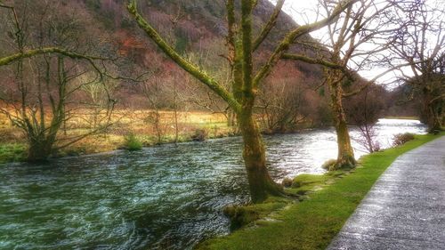 Reflection of trees in river