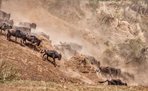 Great migration of gnu
