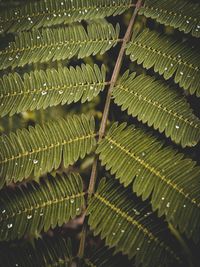 Full frame shot of leaves