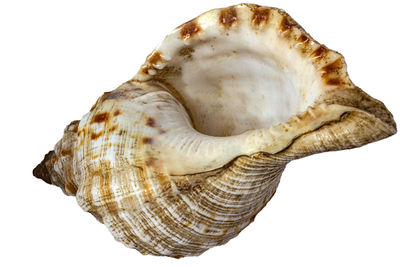 Close-up of seashell