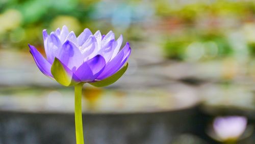 Close-up of purple water lily
