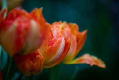 Close-up of red tulip