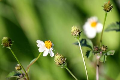 Close-up of insect on flowering plant