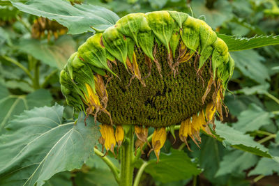 Close-up of sunflower on plant