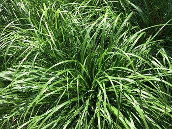 Full frame shot of fresh green grass