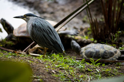 Close-up of heron and turtle on grass