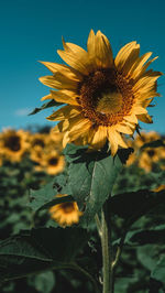 Close-up of sunflower on plant