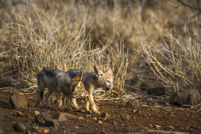 High angle view of jackals walking in forest