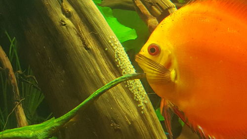 Close-up of yellow turtle in aquarium