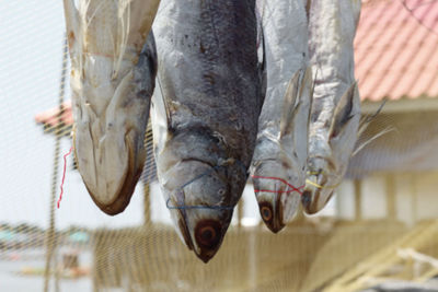 Close-up of dead fish