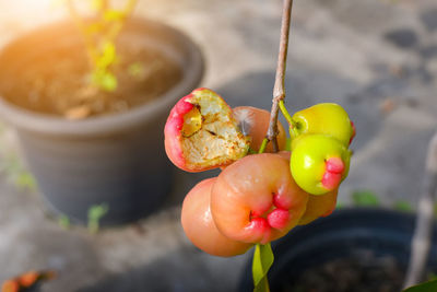 Close-up of hand holding tomato