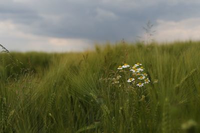 Close-up of wheat growing on field against sky