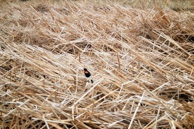 High angle view of ladybug on plant
