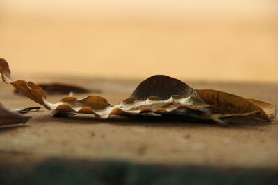 Close-up of crab