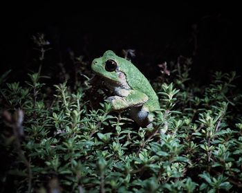 Close-up of frog amidst plants on field