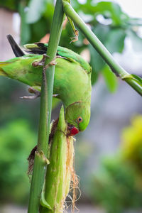 Close-up of lizard on plant