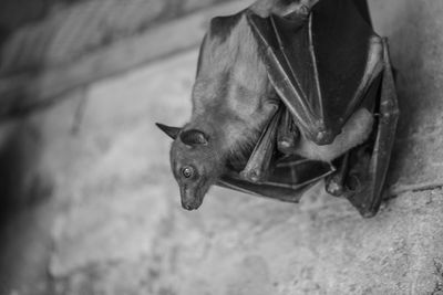 Close-up of horse