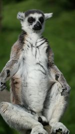 Close-up of monkey sitting outdoors