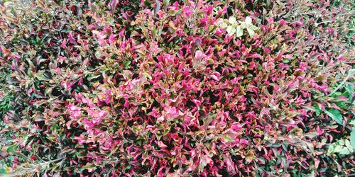 Full frame shot of pink flowering plants