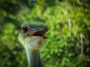 Close-up portrait of a bird