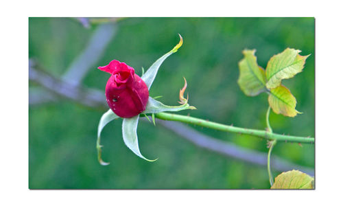 Close-up of rose blooming outdoors