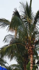 Low angle view of palm trees