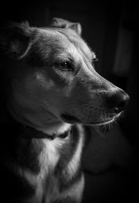 Close-up of dog looking away at home