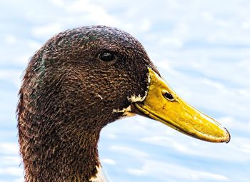 Close-up of a bird